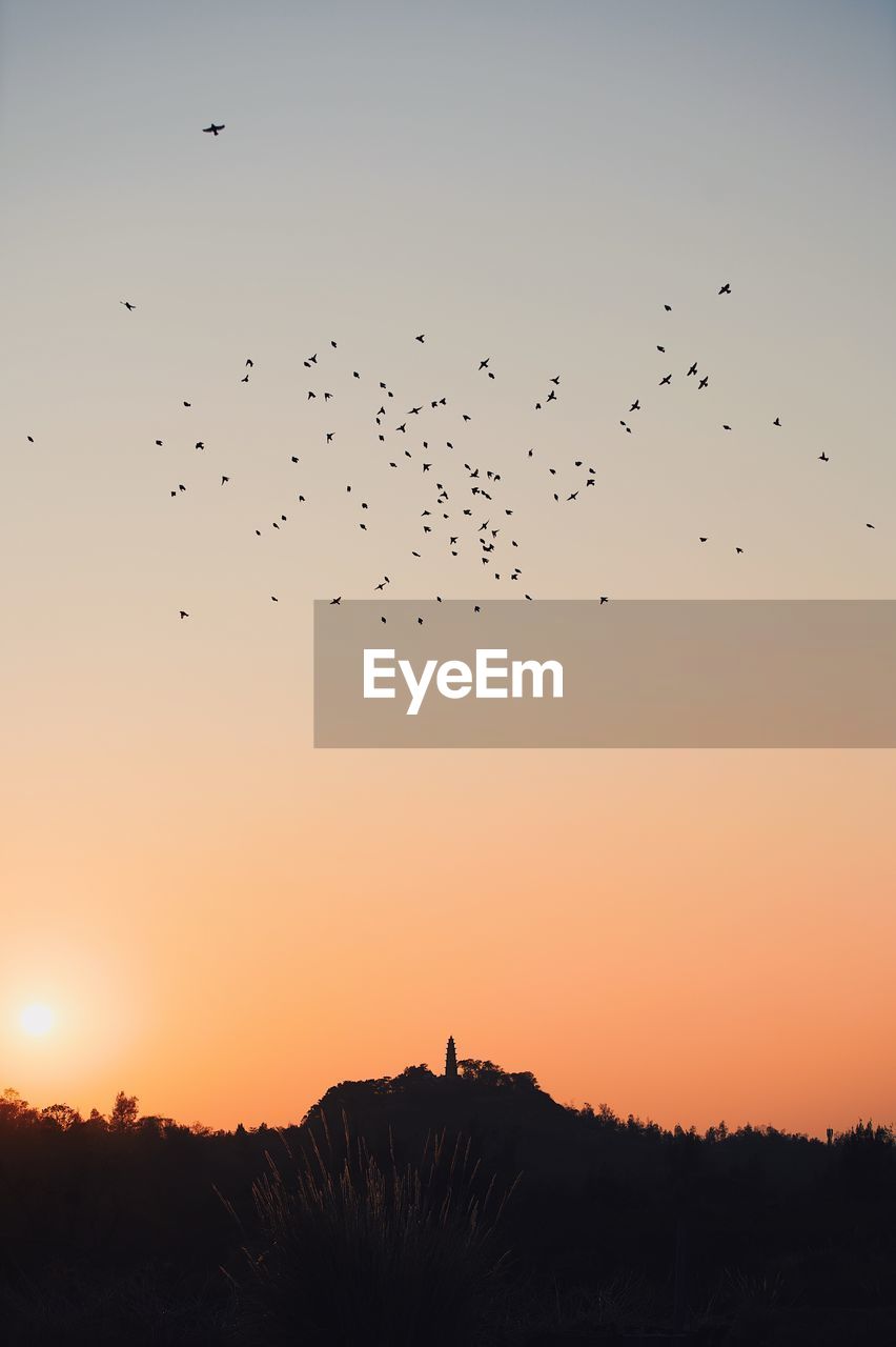 BIRDS FLYING IN SKY DURING SUNSET