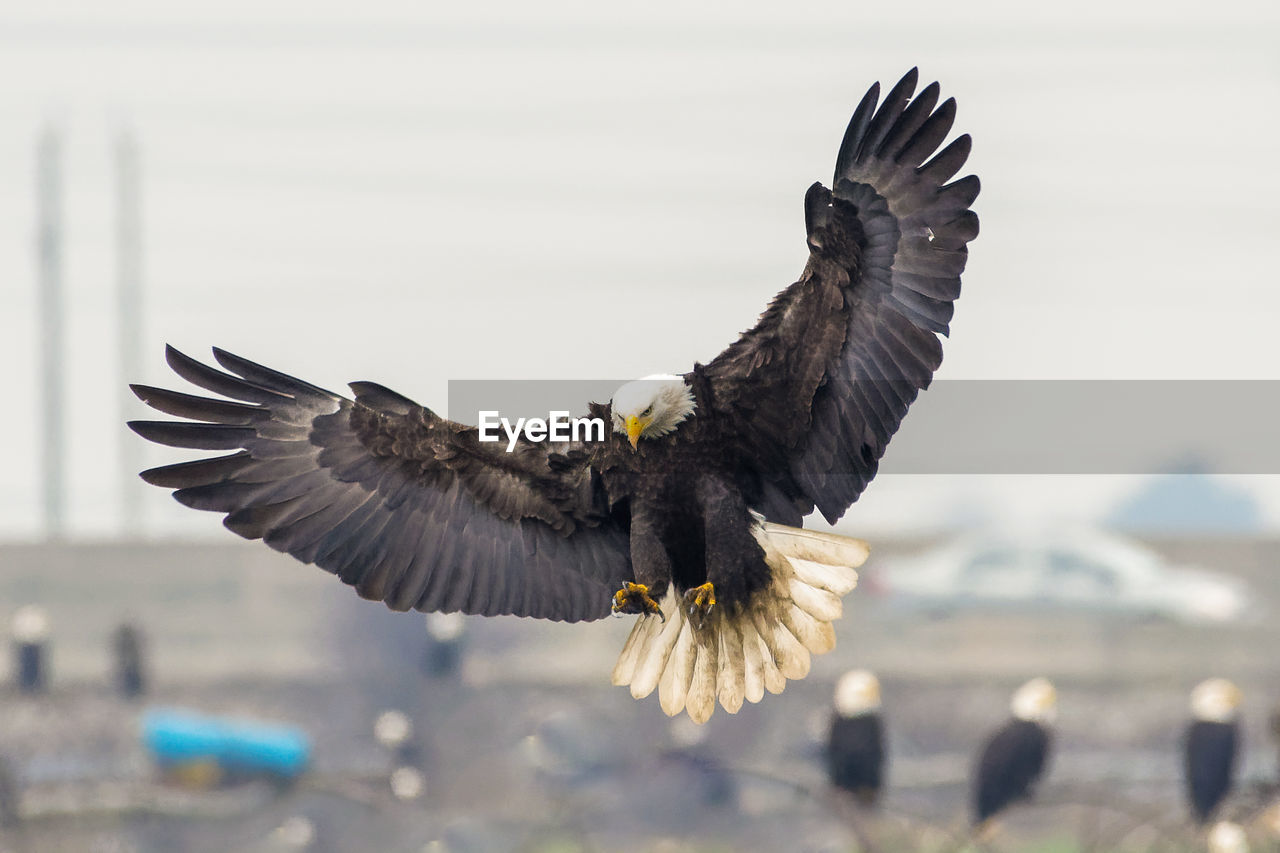 Bald eagle in flight