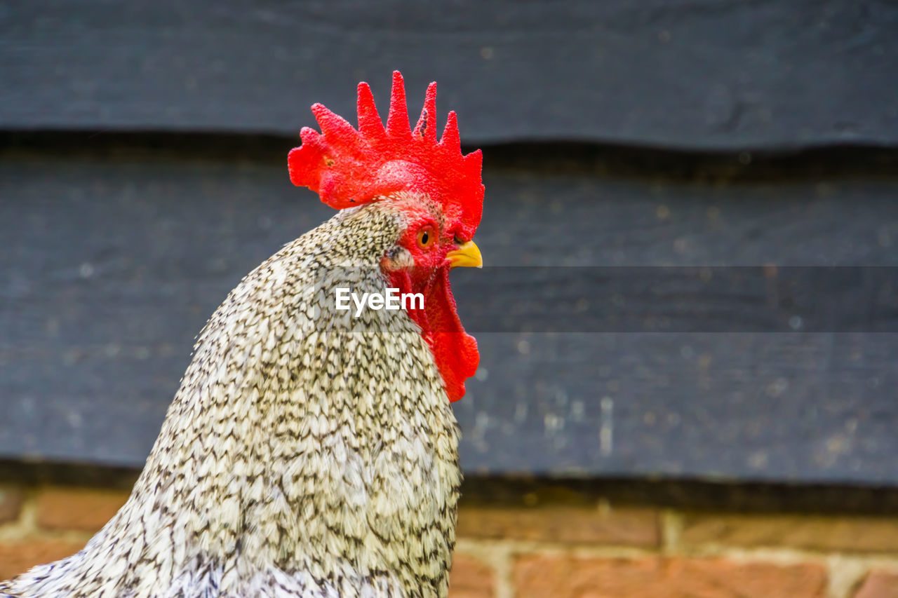 CLOSE-UP OF ROOSTER AGAINST RED WALL