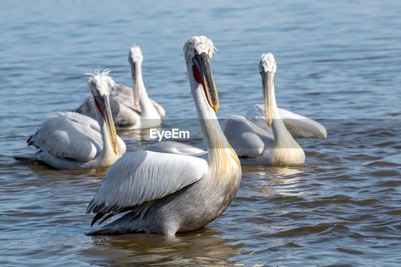 VIEW OF SWANS IN LAKE