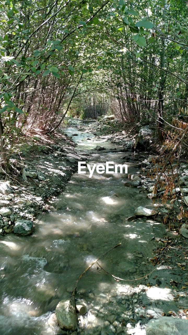 STREAM PASSING THROUGH FOREST