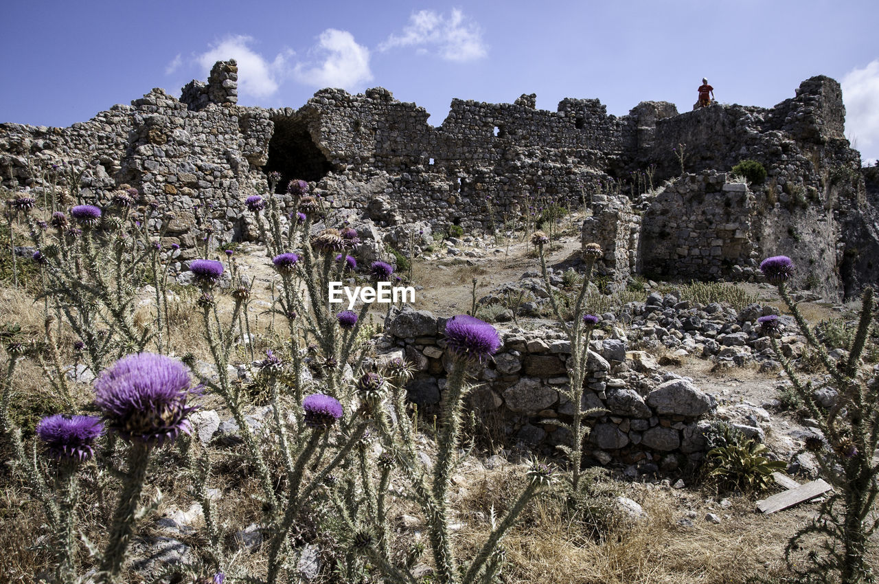 Thistle growing on field against old ruin castle
