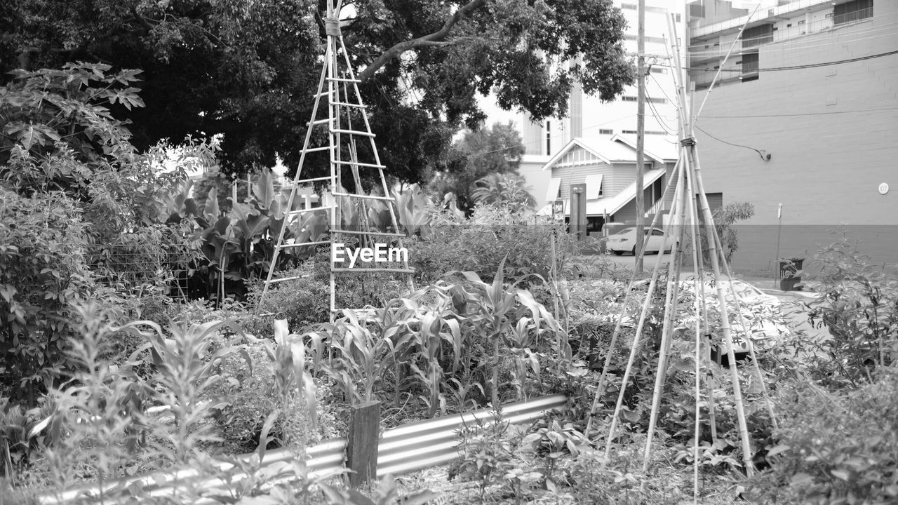 CLOSE-UP OF PLANTS AGAINST GREENHOUSE