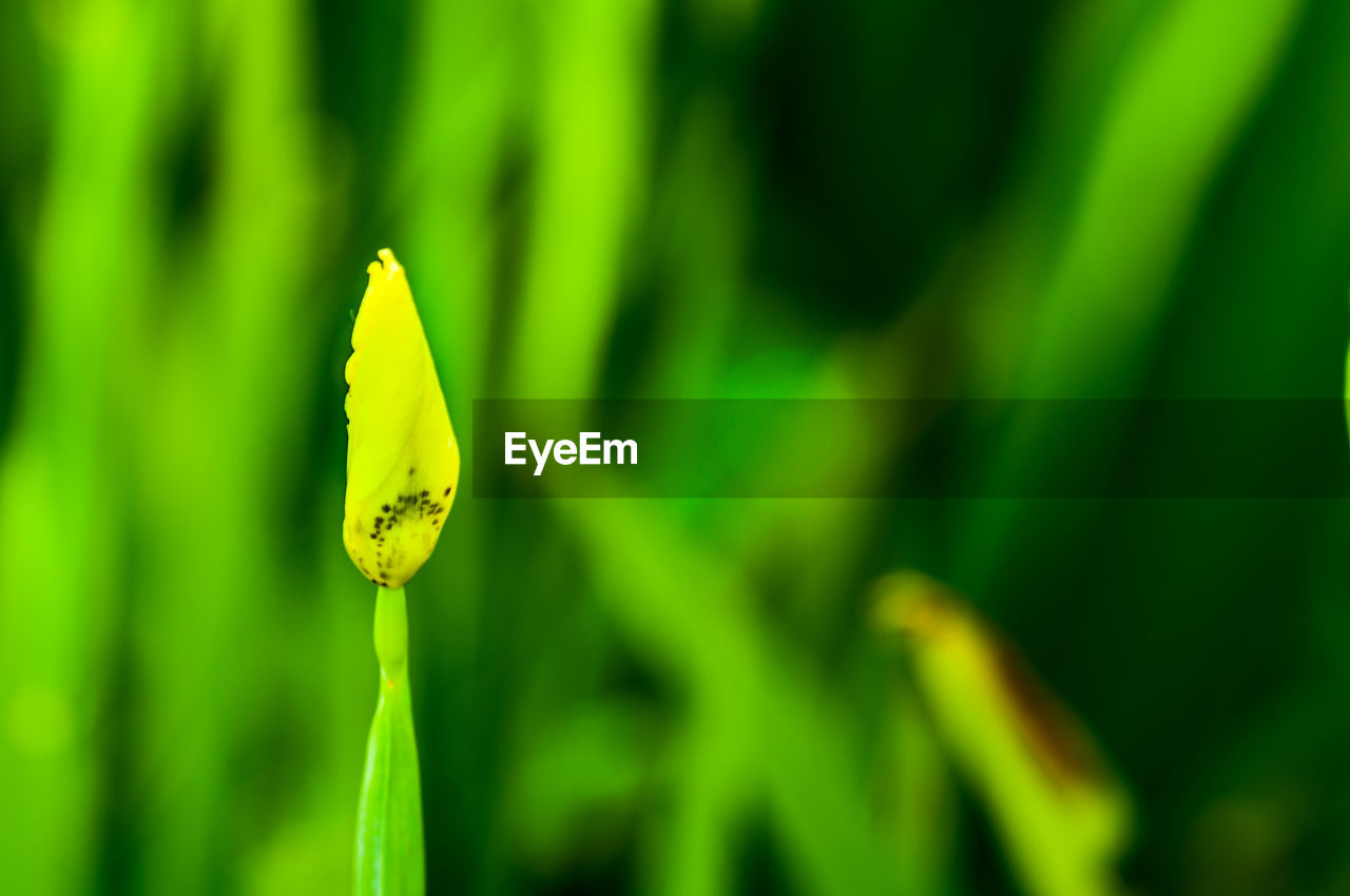 CLOSE-UP OF YELLOW FLOWER PLANT