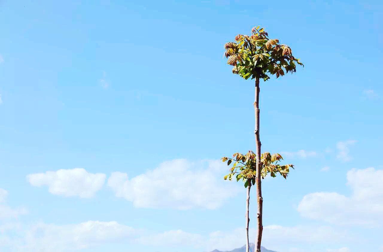 Low angle view of flower tree against sky