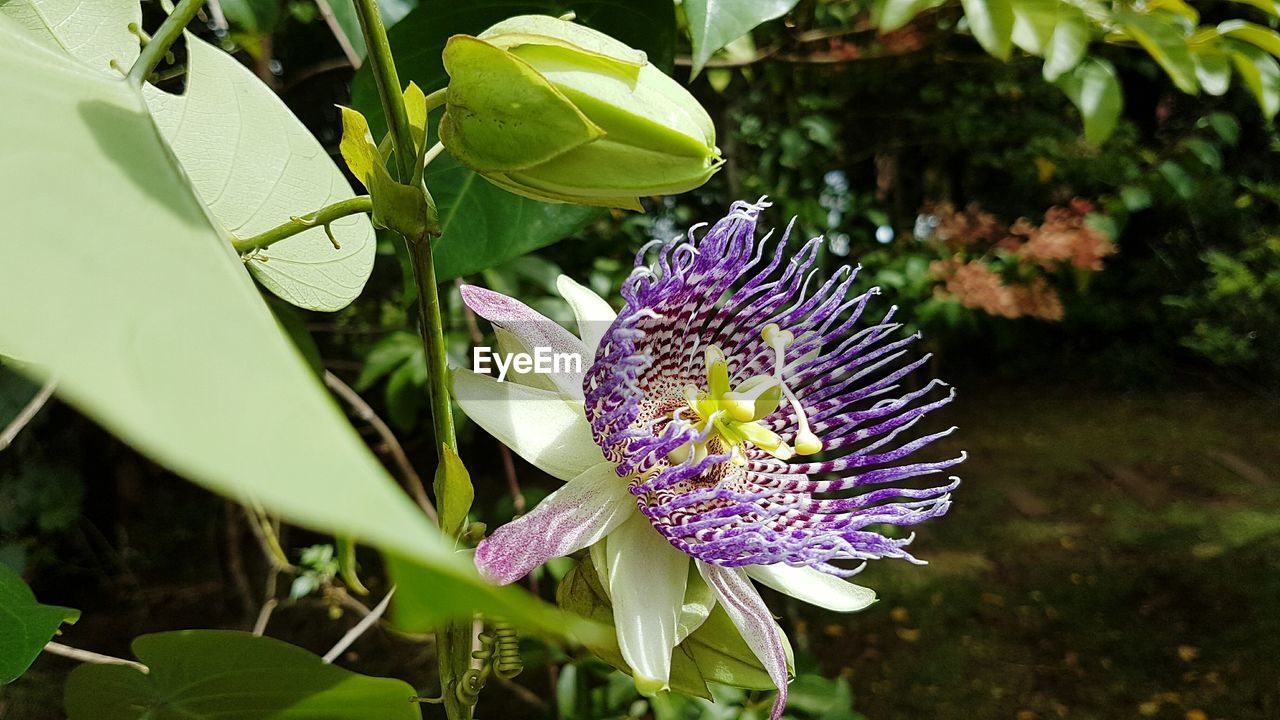 CLOSE-UP OF PASSION FLOWER BLOOMING IN PARK