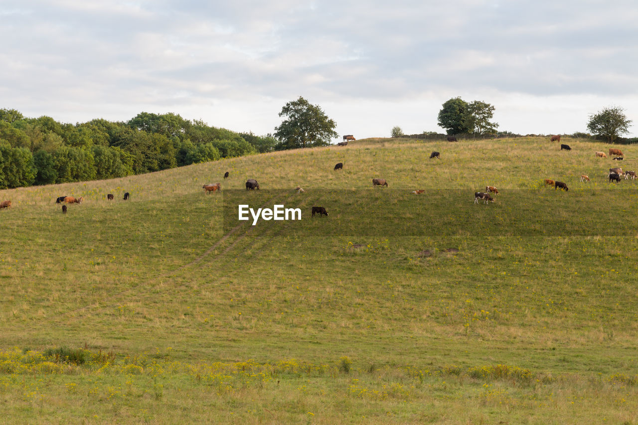 VIEW OF SHEEP GRAZING IN FIELD