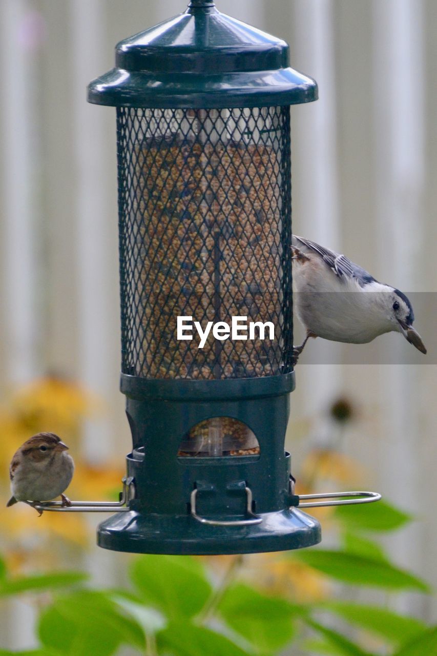 BIRD PERCHING ON METAL FEEDER