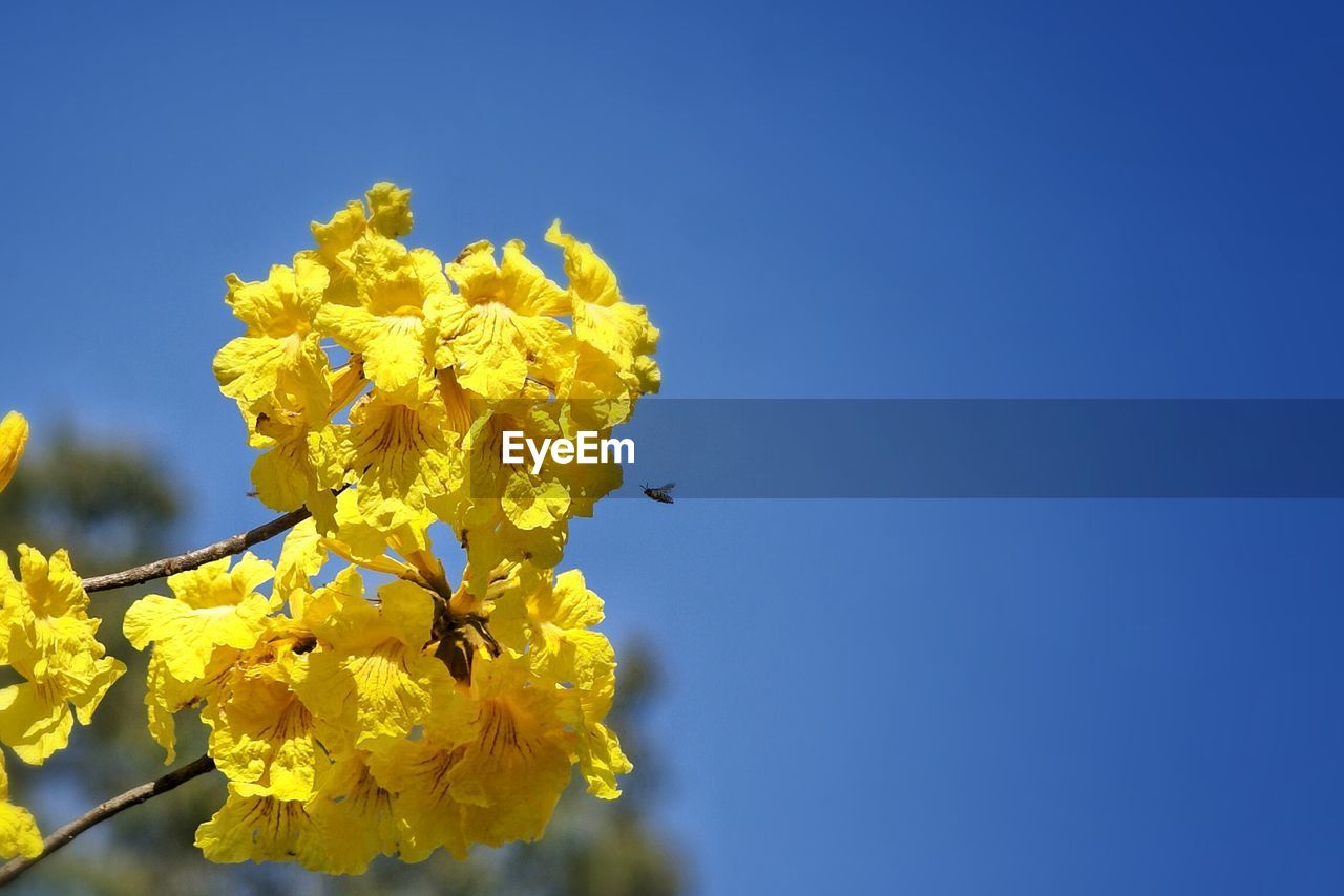 Yellow flower and bee