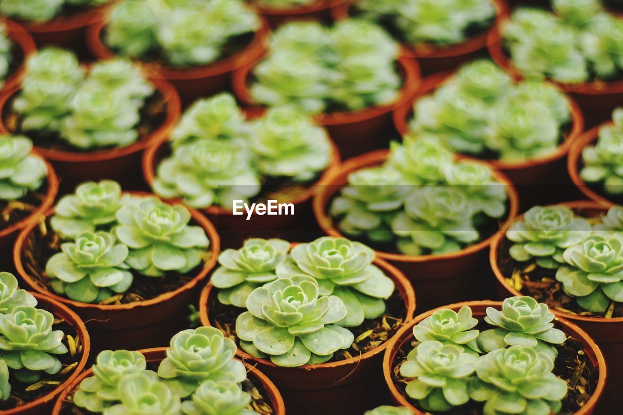 CLOSE-UP OF POTTED PLANTS