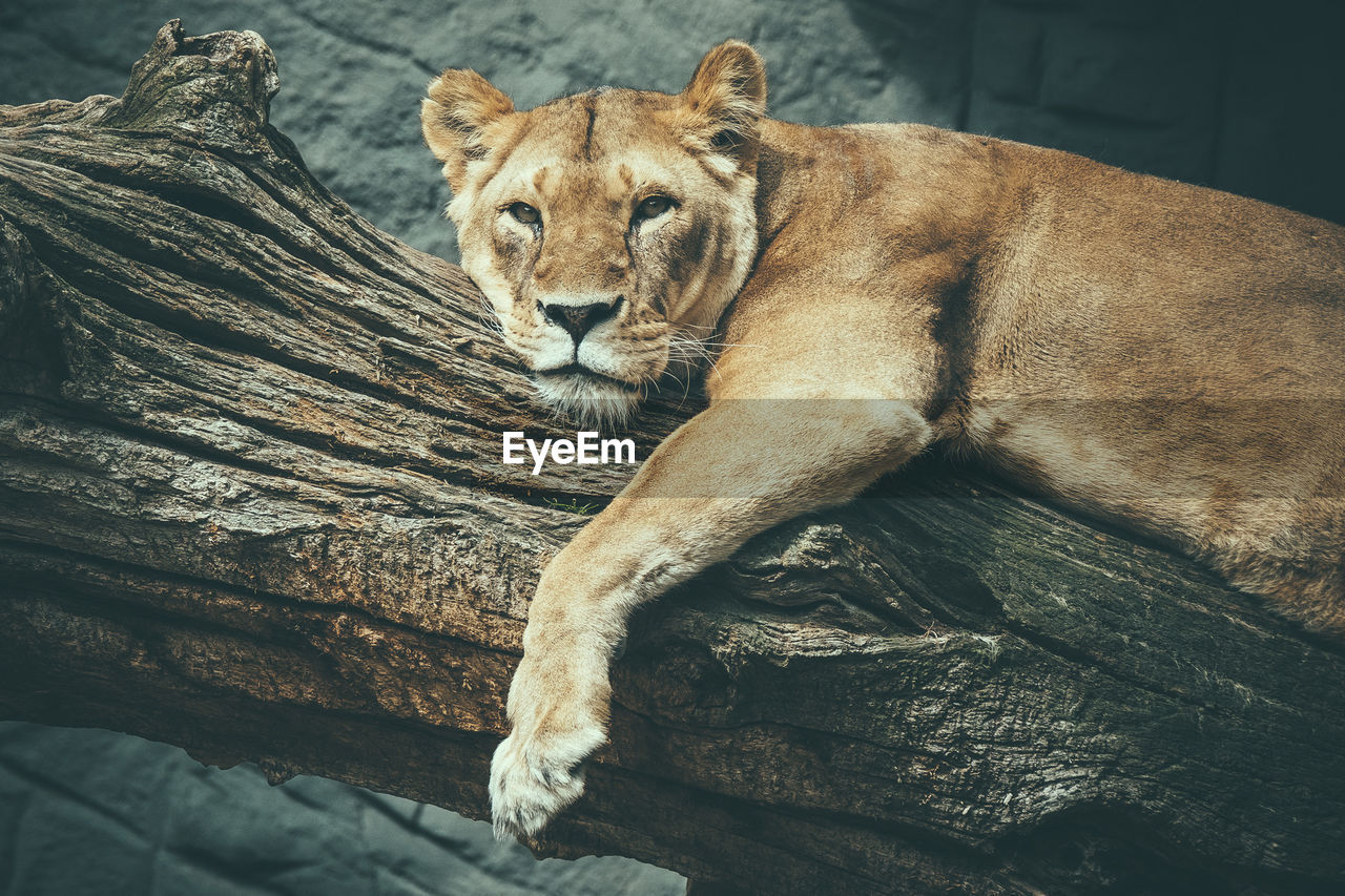 Lioness relaxing outdoors