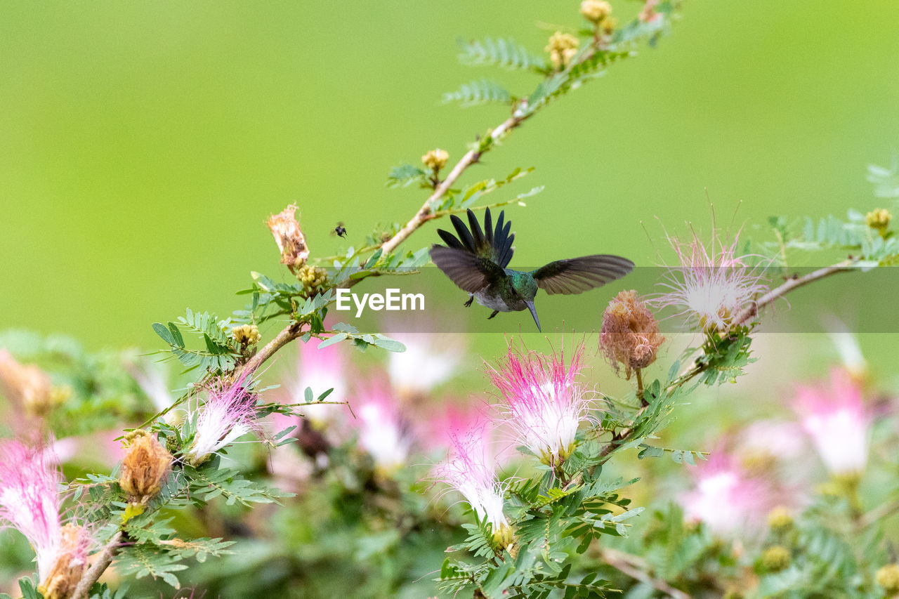 Close-up of hummingbird hovering over flowering plant