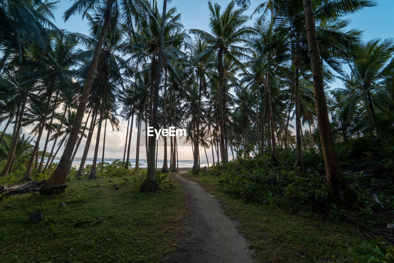 Road amidst palm trees against sky