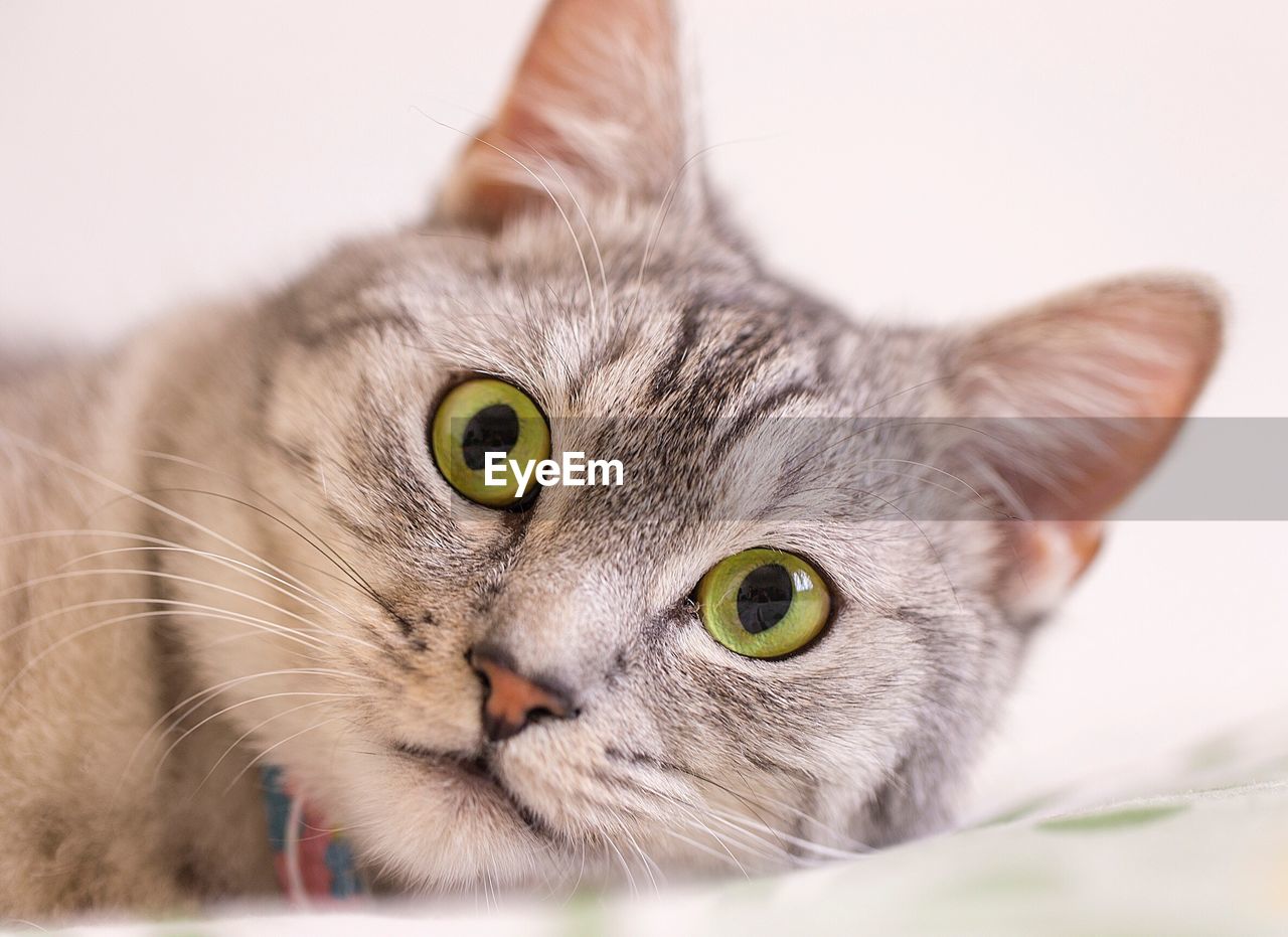 Close-up portrait of tabby cat