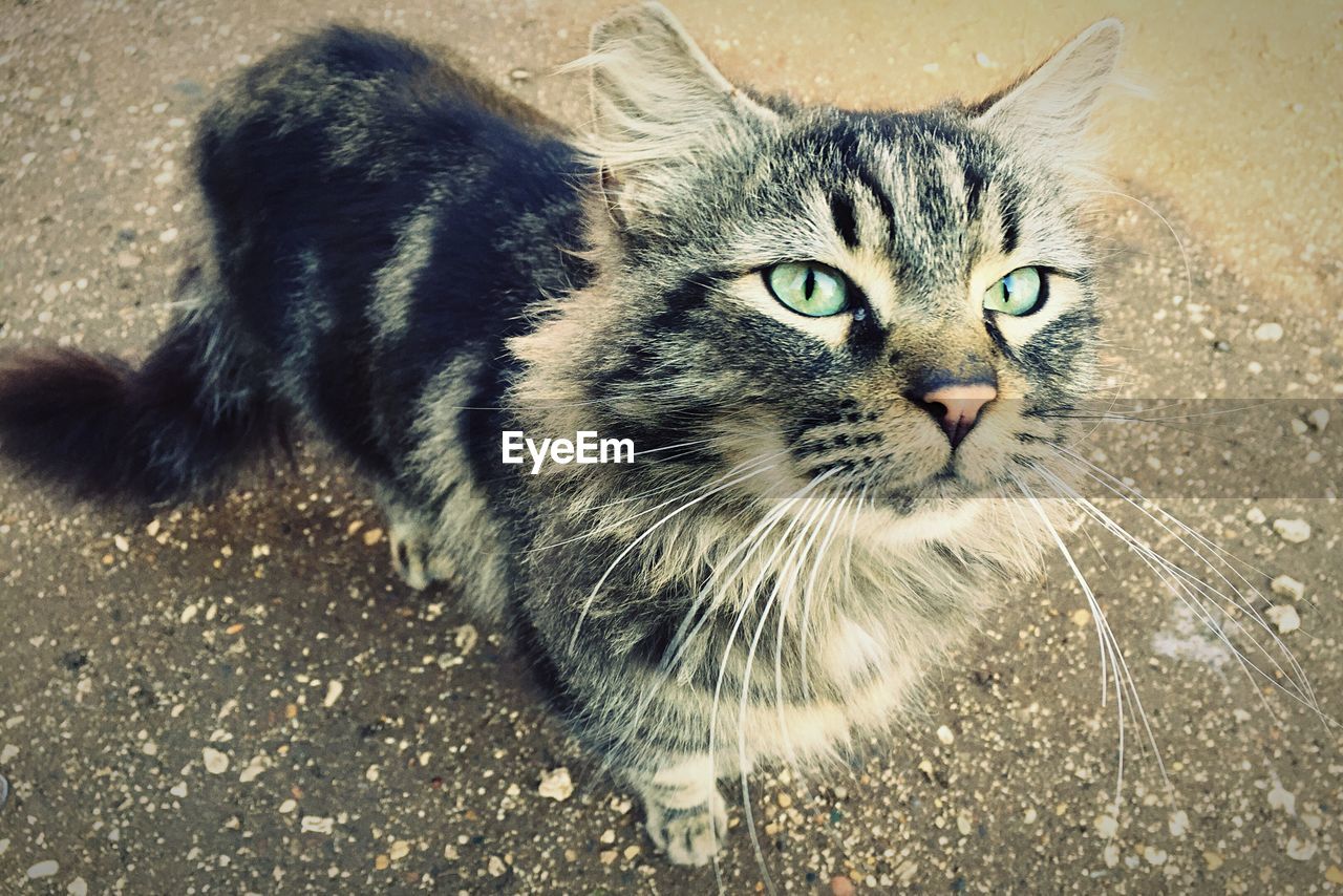 Close-up of a cat looking away