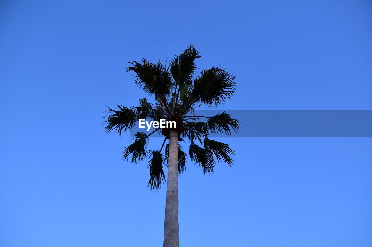 LOW ANGLE VIEW OF PALM TREE AGAINST BLUE SKY