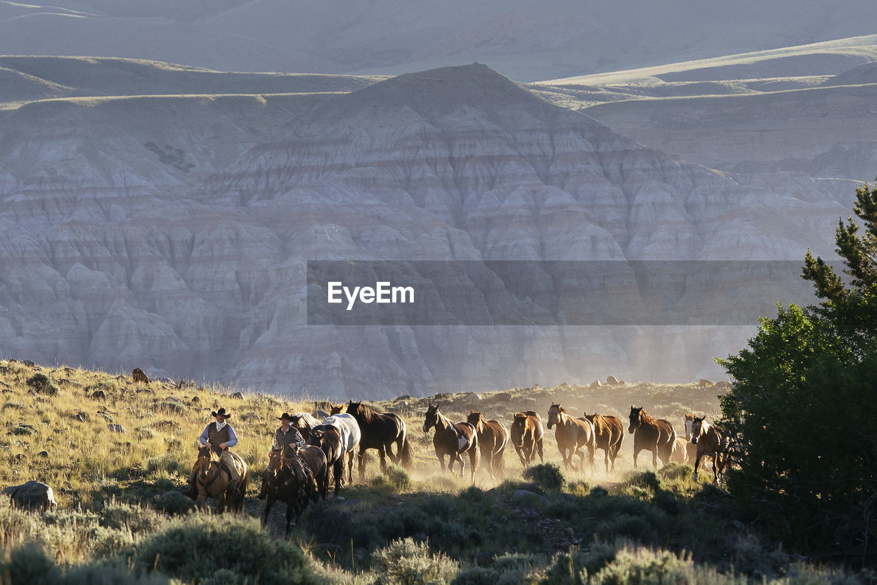 Cowboys with herd of horse on field