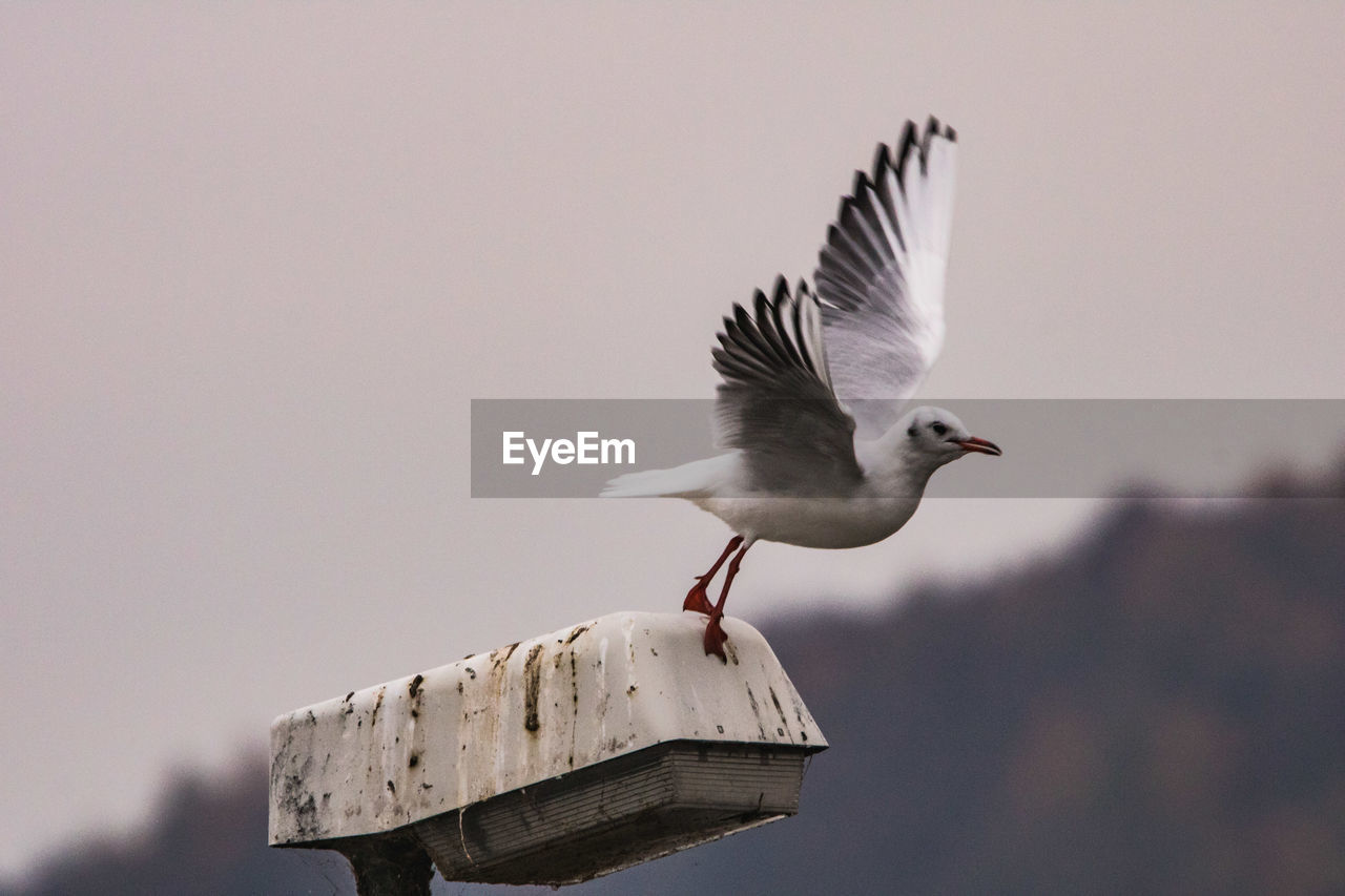 SEAGULL FLYING OVER A BIRD