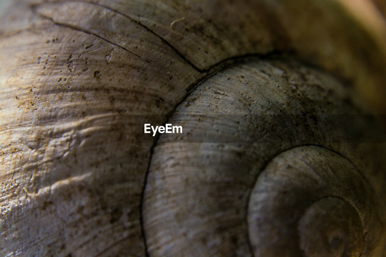Full frame shot of snail