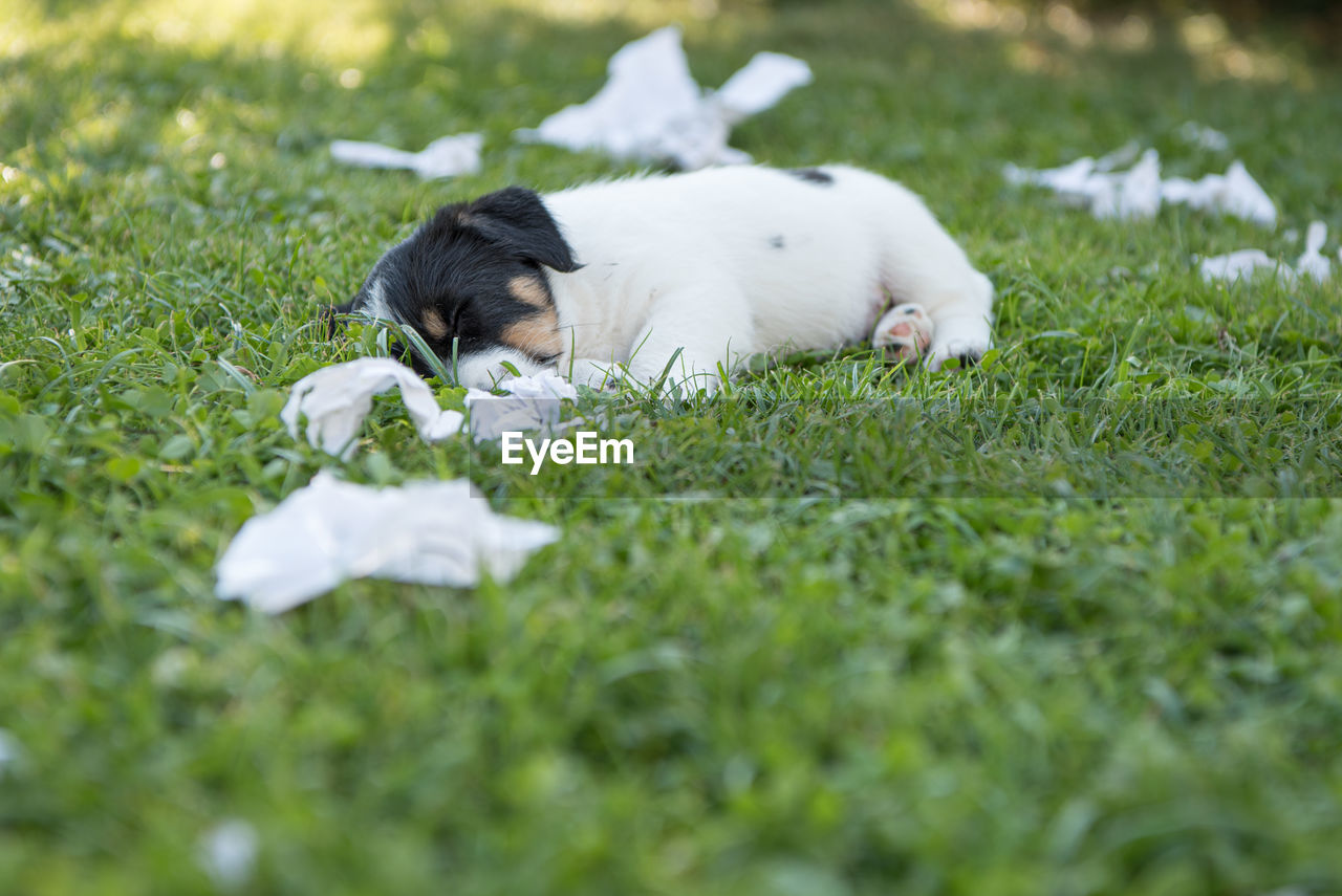 WHITE DOG ON FIELD