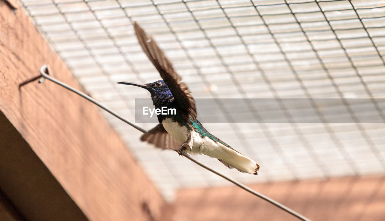 Bird perching against ceiling