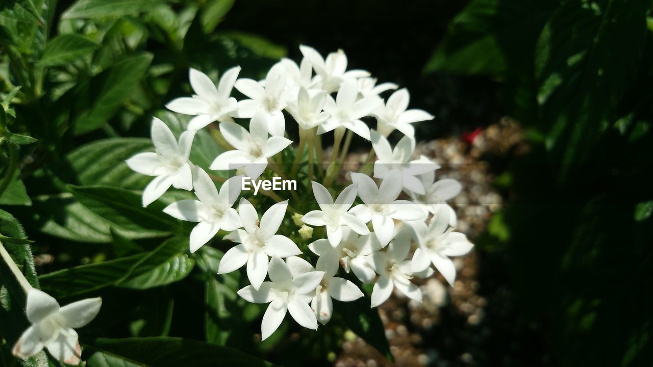 CLOSE-UP OF WHITE FLOWERS