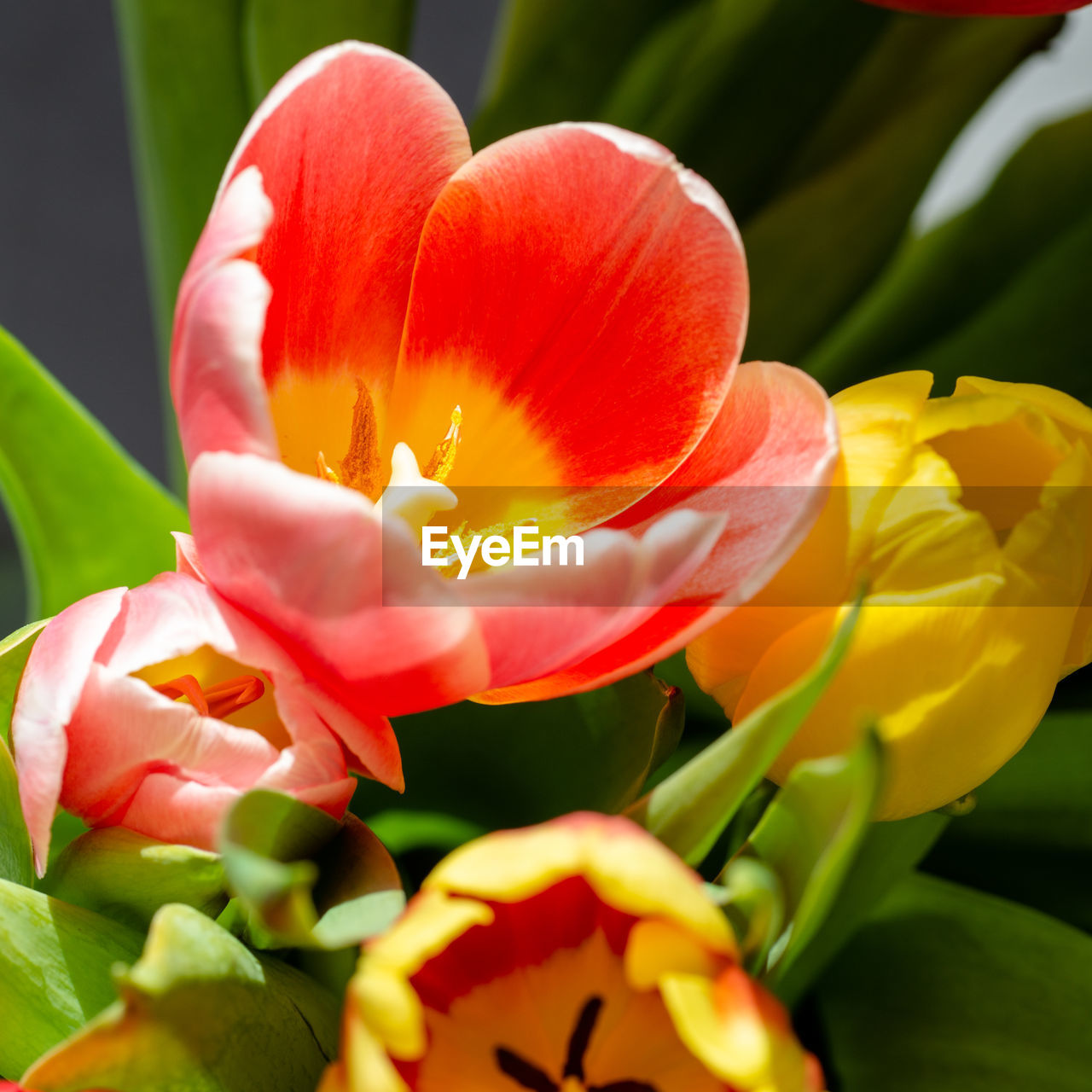 Close-up of yellow tulip