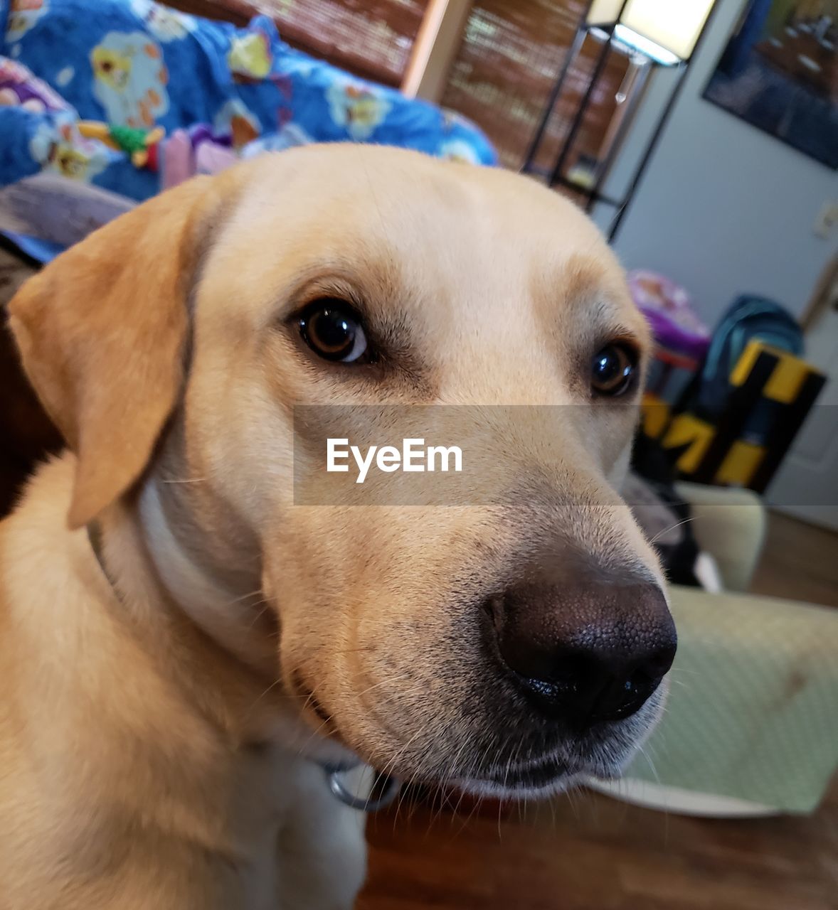 CLOSE-UP PORTRAIT OF DOG LOOKING AT HOME