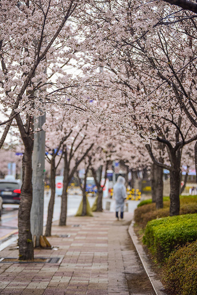 WOMAN WALKING ON FOOTPATH AMIDST TREES