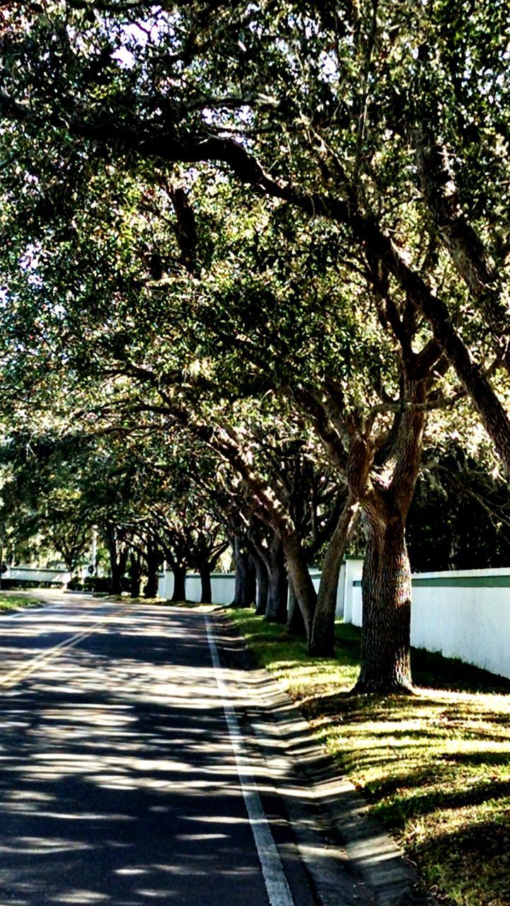 TREES IN ROAD