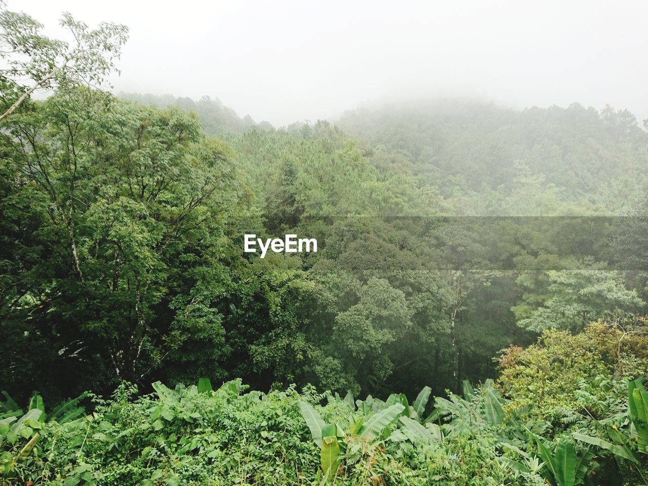 SCENIC VIEW OF FOREST AGAINST FOGGY WEATHER