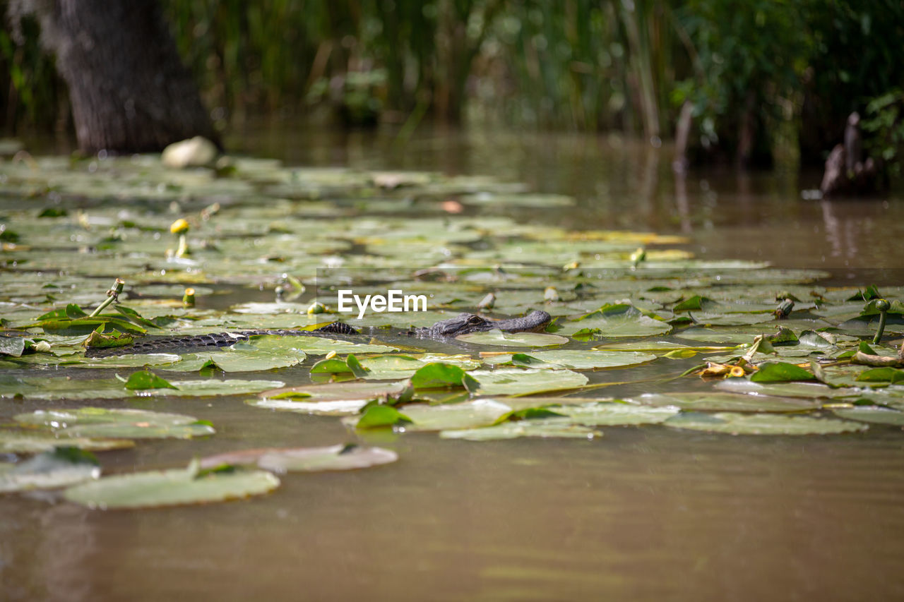 WATER LILIES IN LAKE