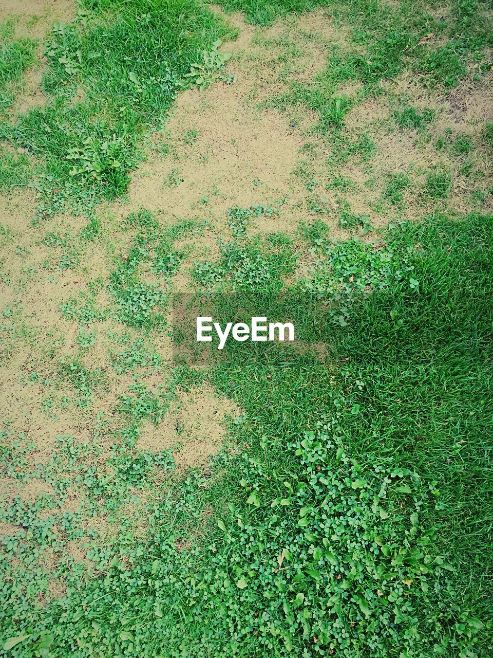 High angle view of grassy field0