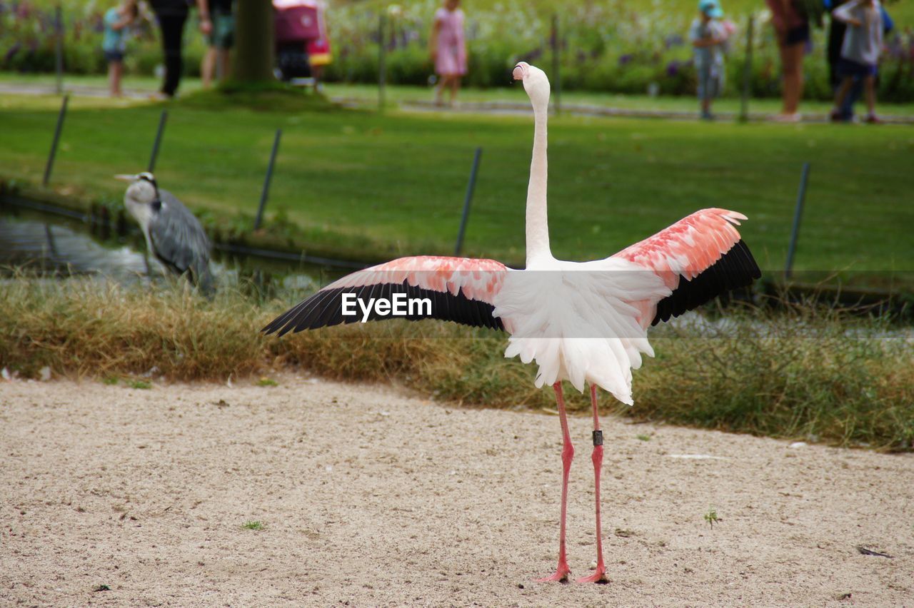 VIEW OF A BIRD ON THE FIELD