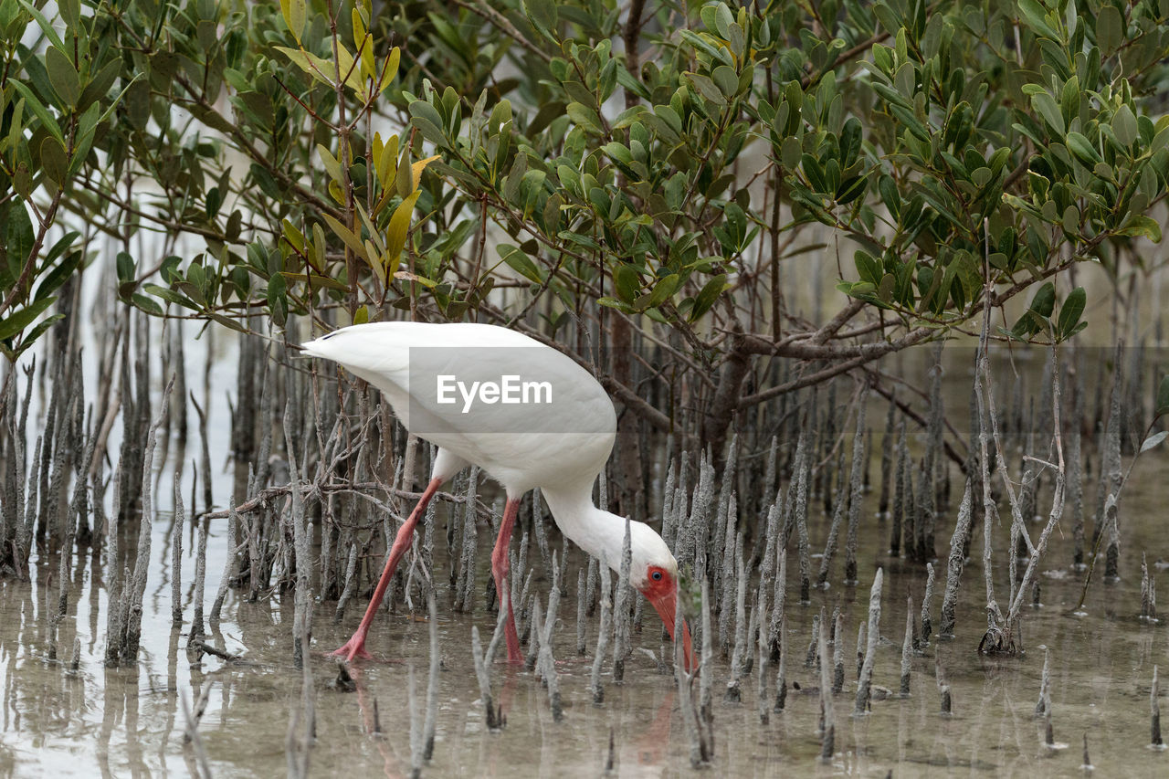 CLOSE-UP OF WHITE BIRD AGAINST PLANTS IN LAKE