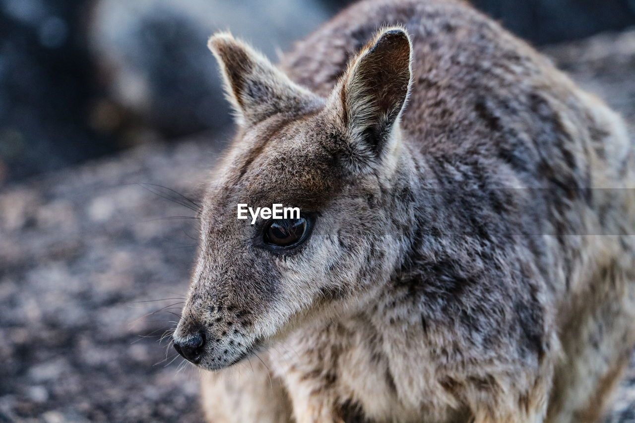 CLOSE-UP PORTRAIT OF BROWN HORSE