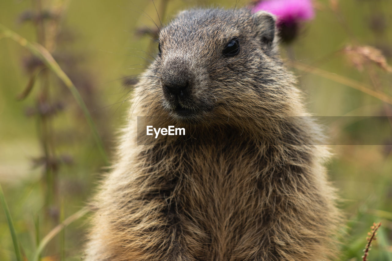 animal themes, animal, animal wildlife, one animal, mammal, wildlife, whiskers, rodent, no people, portrait, close-up, prairie dog, nature, squirrel, outdoors, focus on foreground, looking at camera, plant, day, animal body part, cute, animal hair