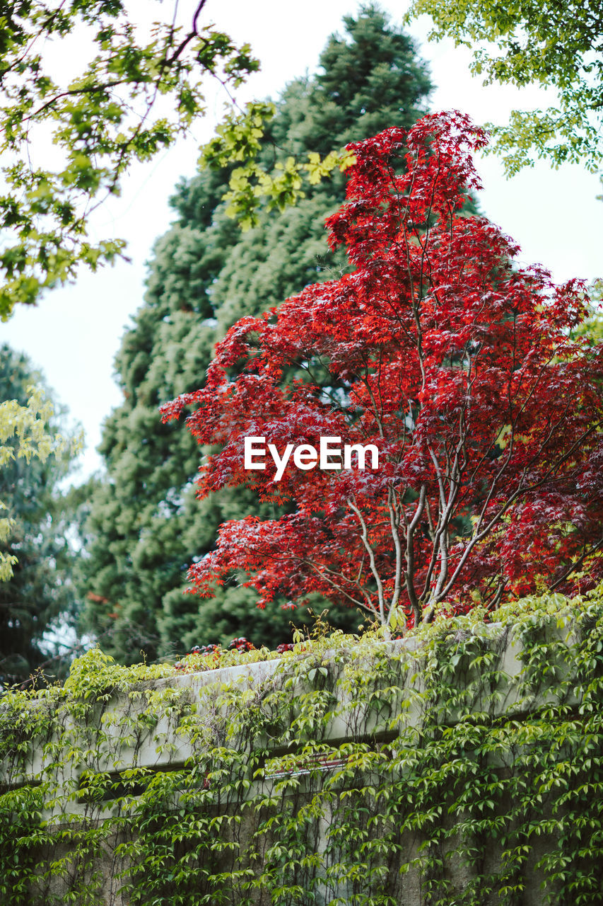 Low angle view of red flowering plants against trees