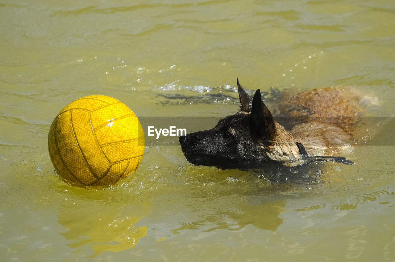 DOG SWIMMING IN A WATER