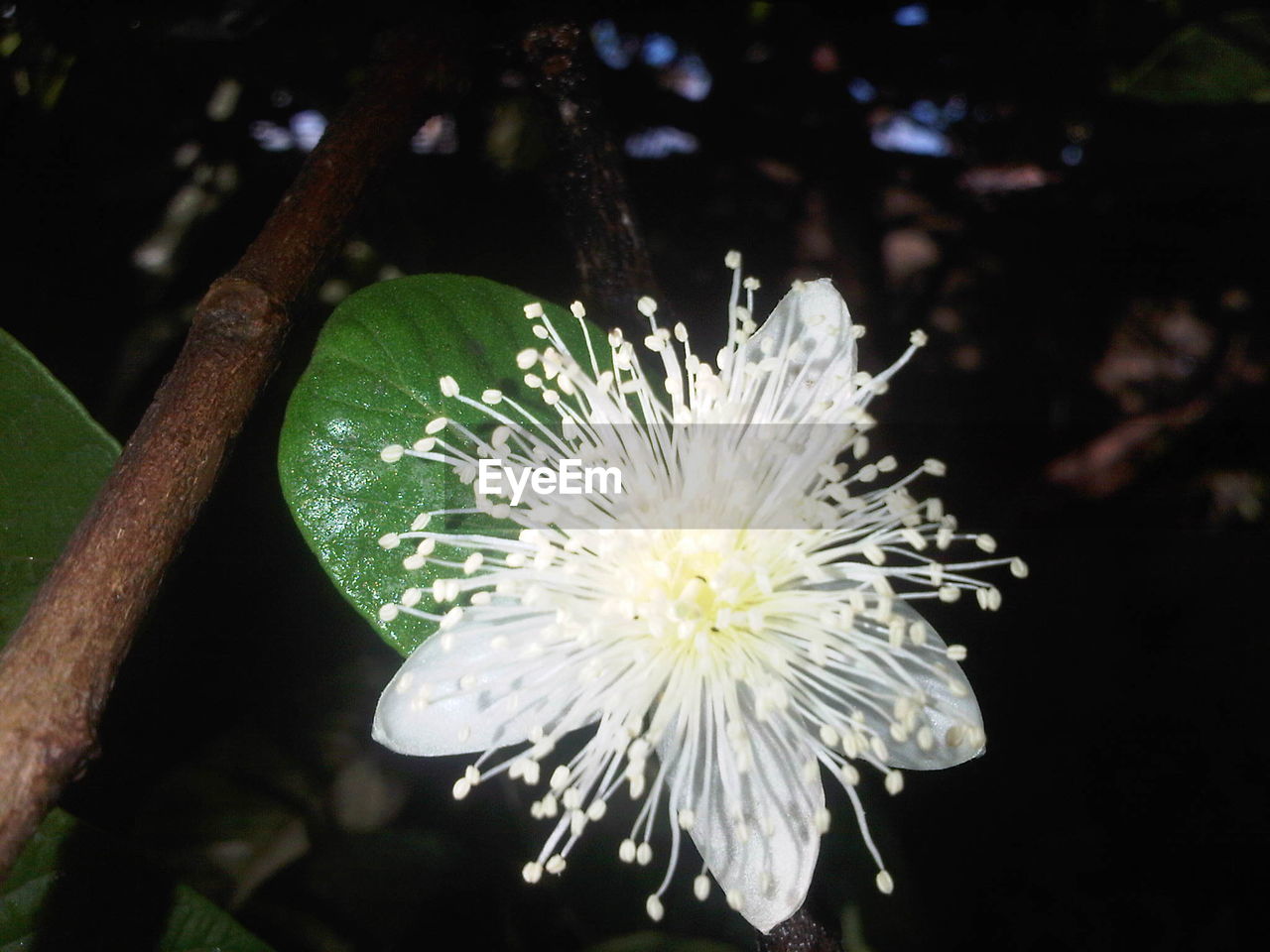 CLOSE-UP OF WHITE FLOWER BLOOMING IN PARK