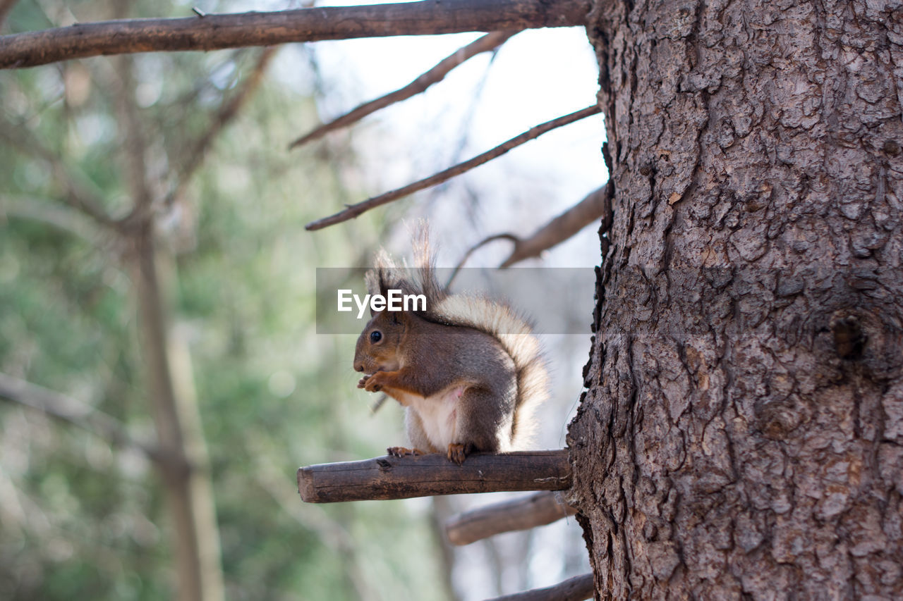 Squirrel on tree trunk