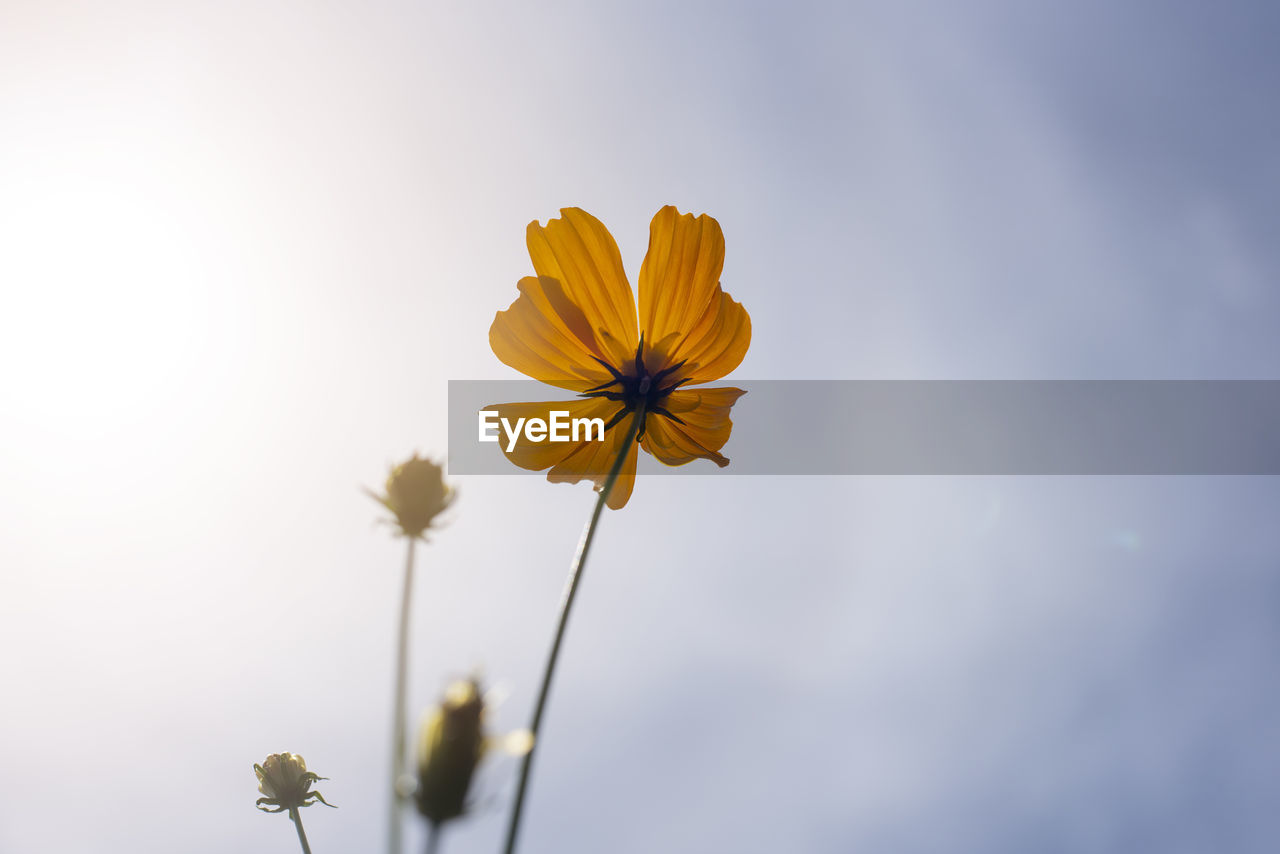 Low angle view of cosmos flower plant against sky