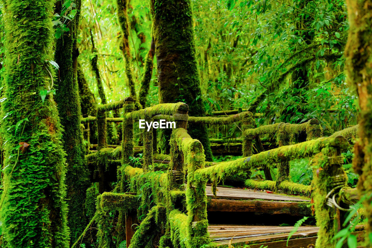 Pine trees in forest