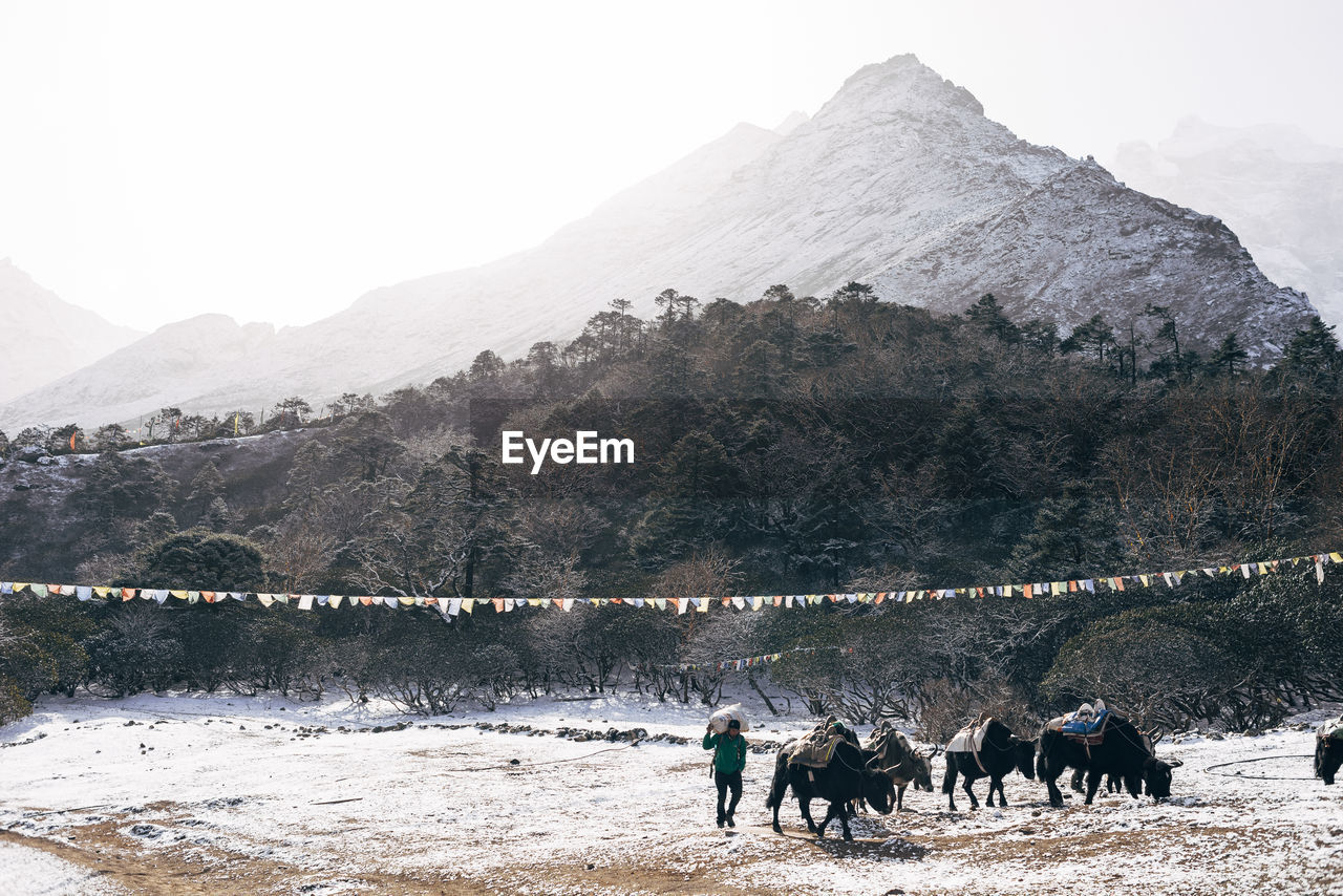 Working animals on mountain during winter