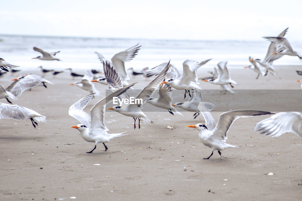 Birds by the sea against sky