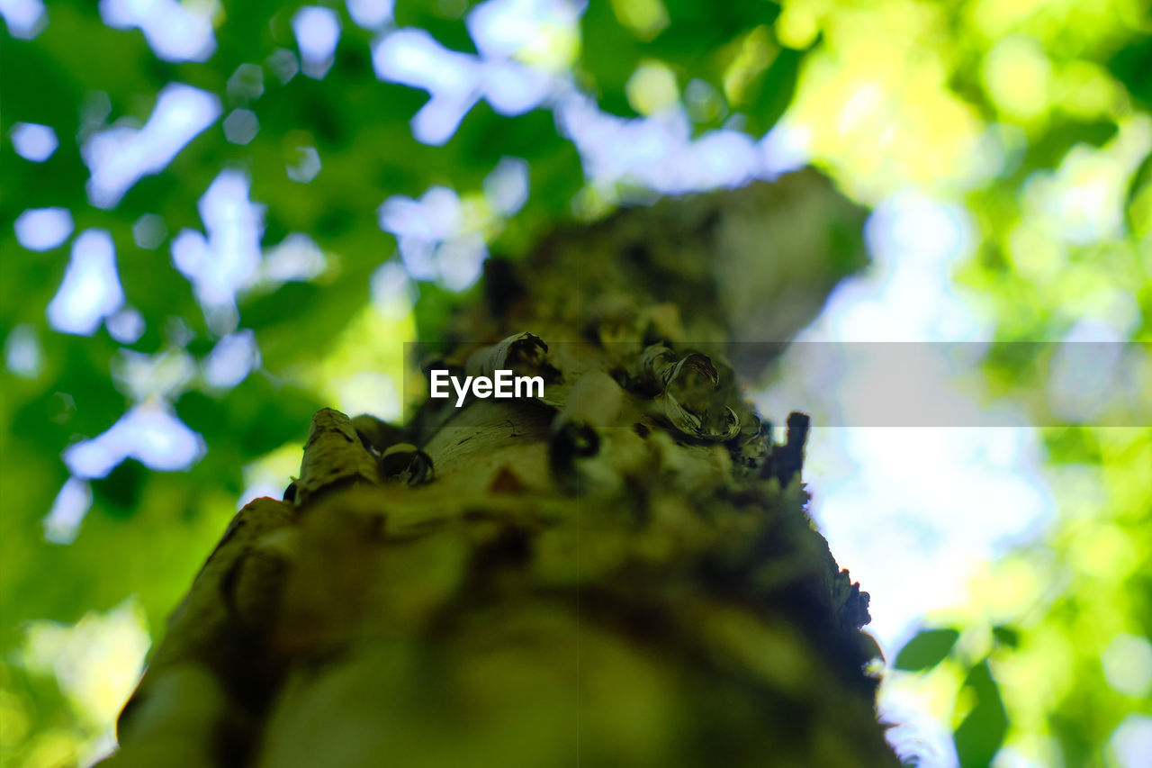 Low angle view of moss on tree trunk