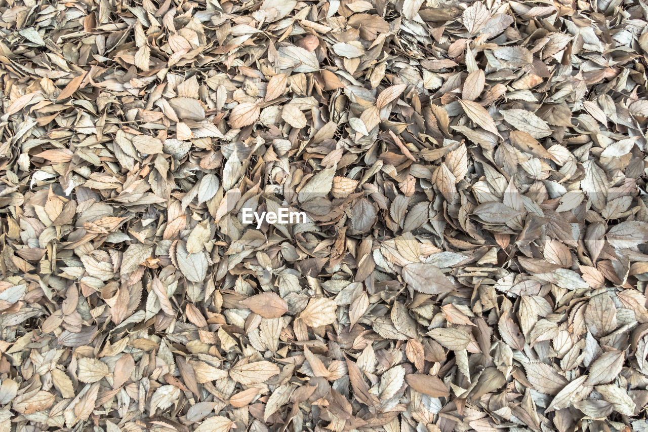 HIGH ANGLE VIEW OF DRIED LEAVES