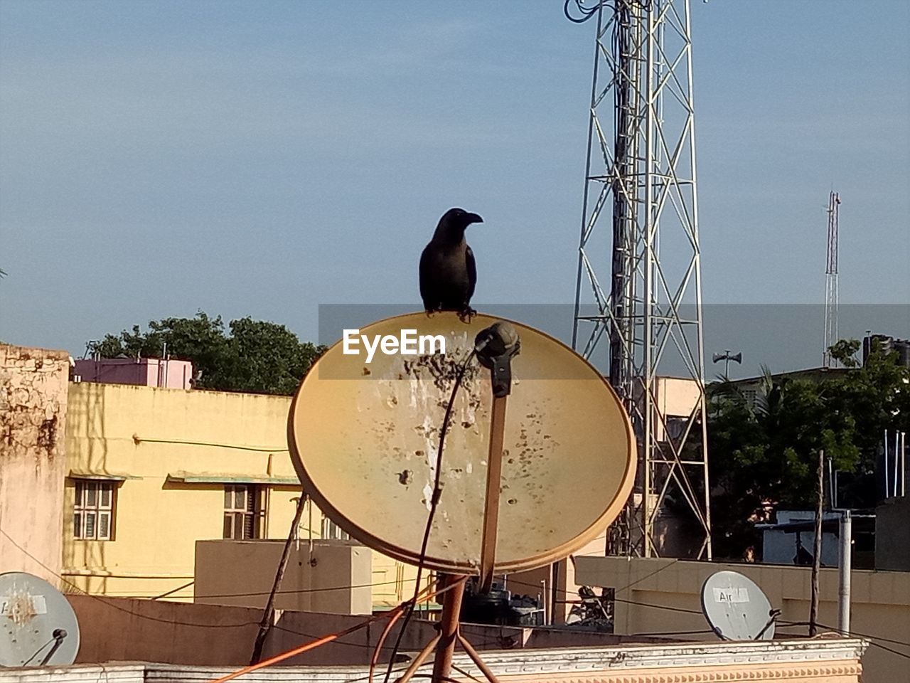 BIRD PERCHING ON WALL AGAINST CLEAR SKY