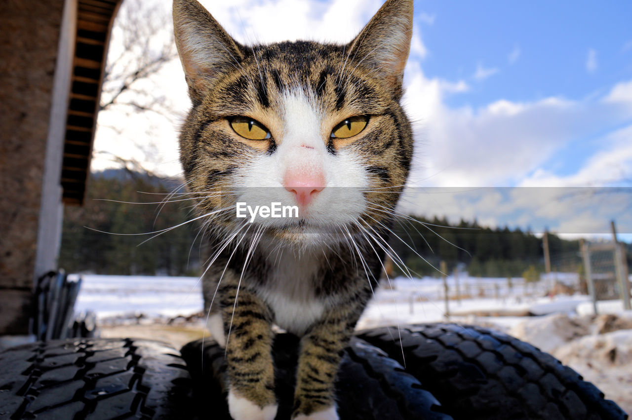 Portrait of cat against sky