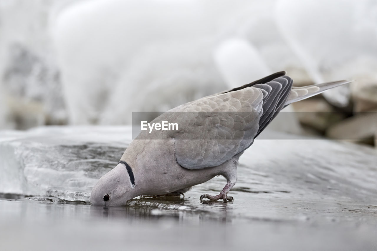 CLOSE-UP OF A BIRD IN LAKE